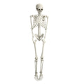Life Size Halloween Skeleton R665886