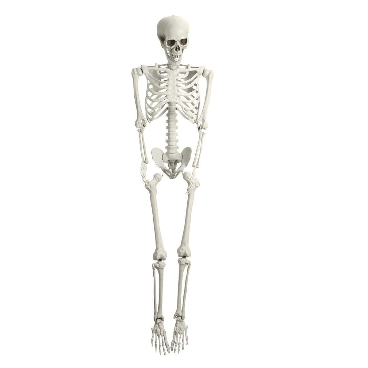 Life Size Halloween Skeleton R665886