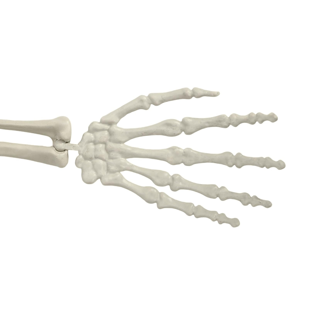 Life Size Halloween Skeleton R665886
