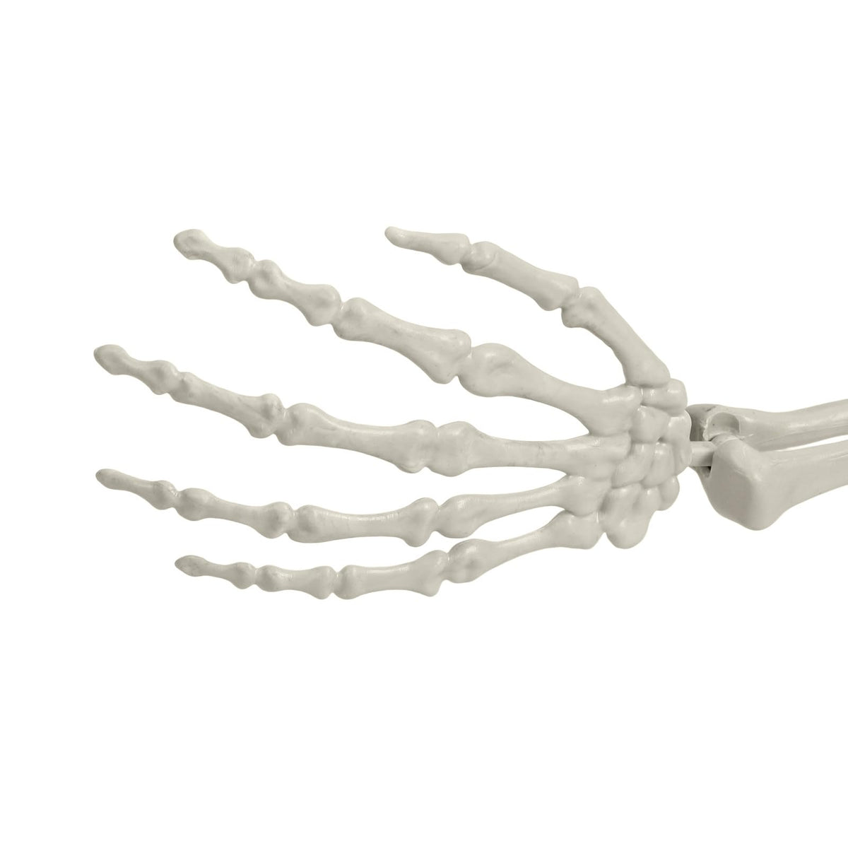 Life Size Halloween Skeleton R665886