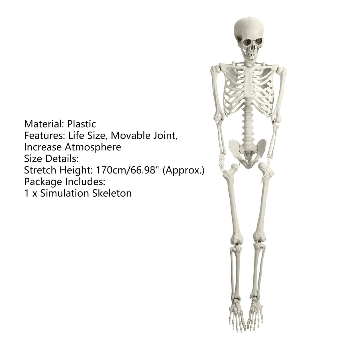 Life Size Halloween Skeleton R665886