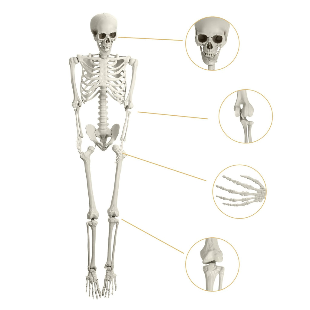 Life Size Halloween Skeleton R665886
