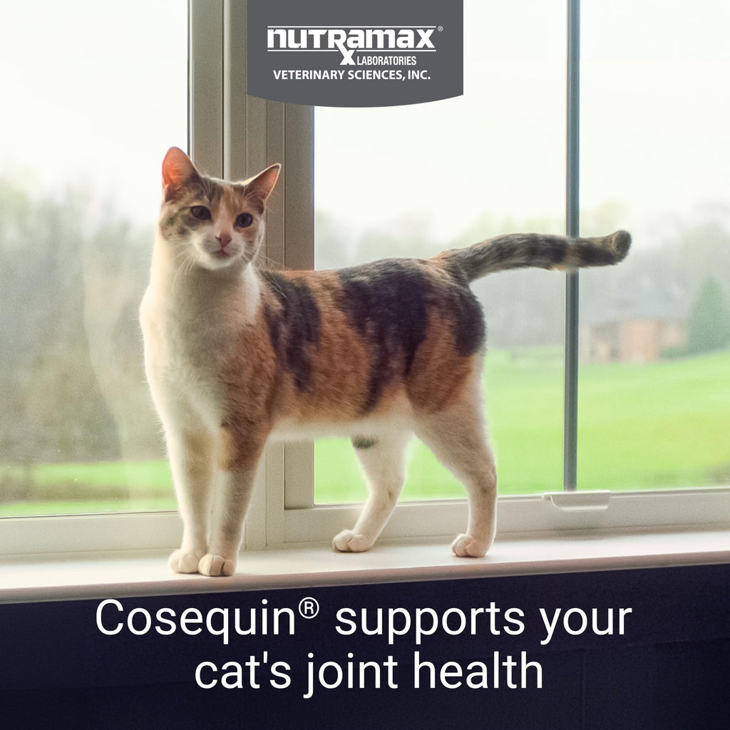 Joint Health Supplement for Cats, Soft Chews, 60ct V923