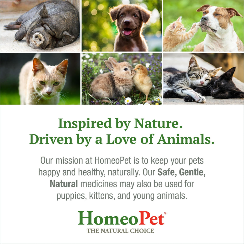 Feline Skin and Itch Supplement 15 Milliliters B874